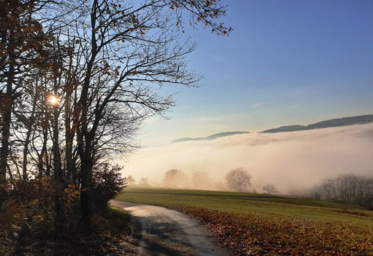 Möglichkeiten einer Hundewiese sollen geprüft werden